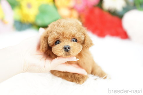 成約済の埼玉県のトイプードル-329094の2枚目