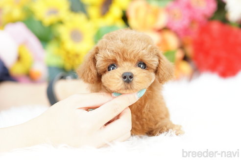 成約済の埼玉県のトイプードル-329094の1枚目