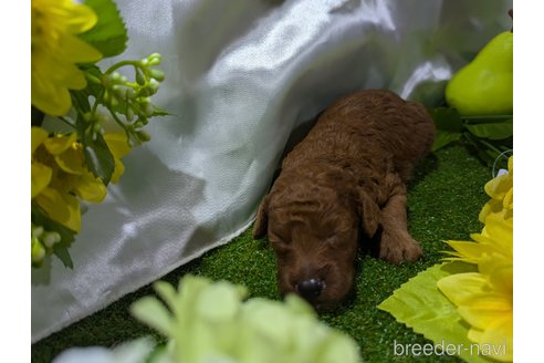 成約済の愛知県のトイプードル-327274の16枚目