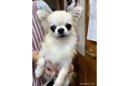 キチャ君くん1枚目
