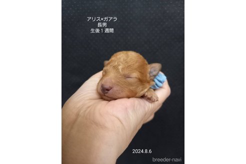 成約済の大阪府のタイニープードル-327026の11枚目