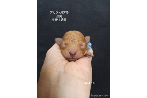 成約済の大阪府のタイニープードル-327026の10枚目