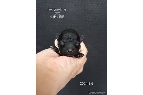 成約済の大阪府のタイニープードル-327032の6枚目