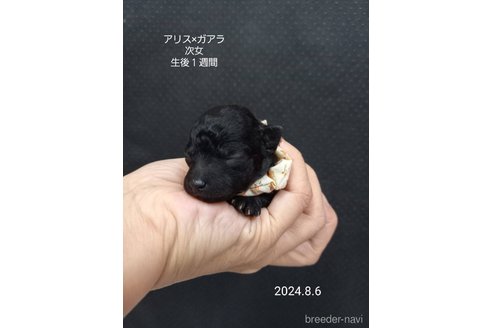 成約済の大阪府のタイニープードル-327032の7枚目