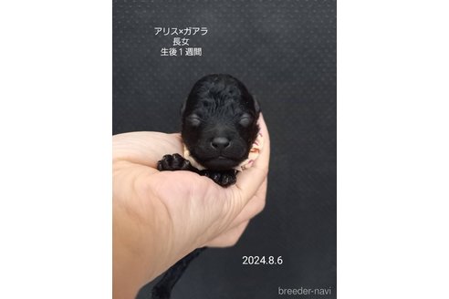 成約済の大阪府のタイニープードル-327029の9枚目