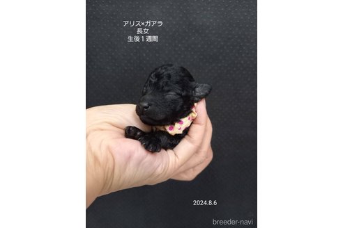 成約済の大阪府のタイニープードル-327029の10枚目