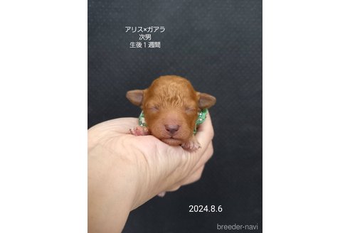 成約済の大阪府のタイニープードル-327031の5枚目