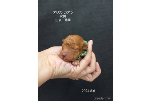 成約済の大阪府のタイニープードル-327031の6枚目