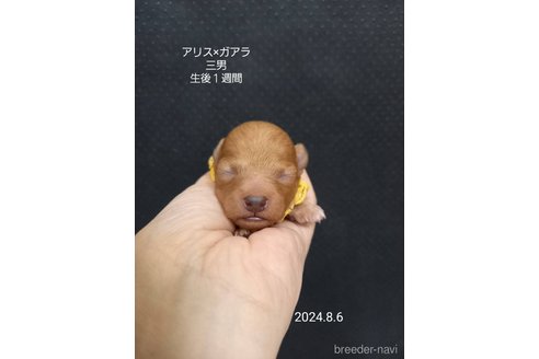 成約済の大阪府のタイニープードル-327033の6枚目