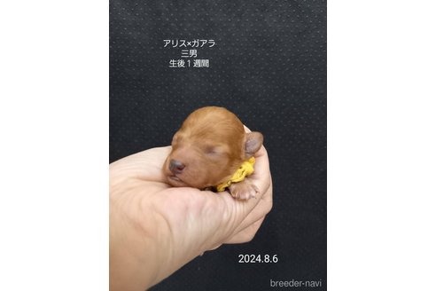 成約済の大阪府のタイニープードル-327033の5枚目