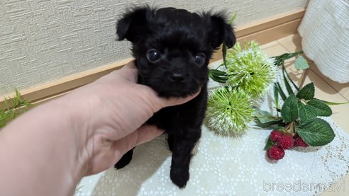 成約済の広島県のチワプー:チワワ×トイプードル-326581の141枚目