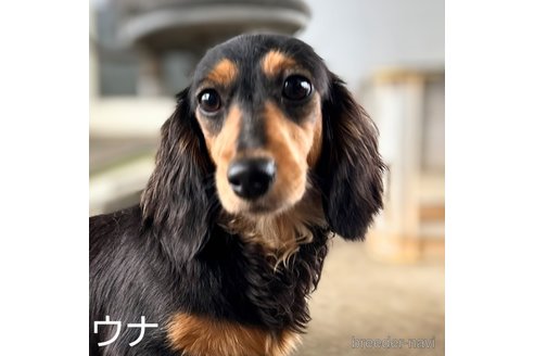 うなちゃん1枚目