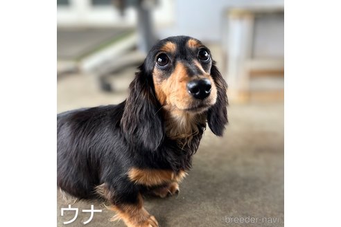 うなちゃん1枚目