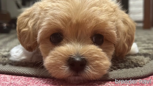 成約済の大阪府のミックス犬-326617の11枚目