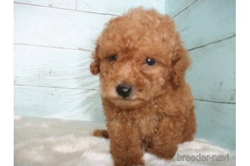 成約済の埼玉県のトイプードル-329178の4枚目