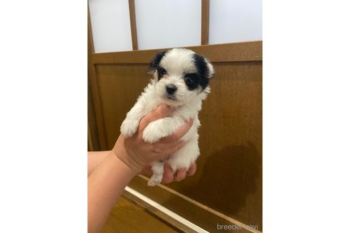 成約済の長崎県のチワマル:チワワ×マルチーズ-323784の1枚目