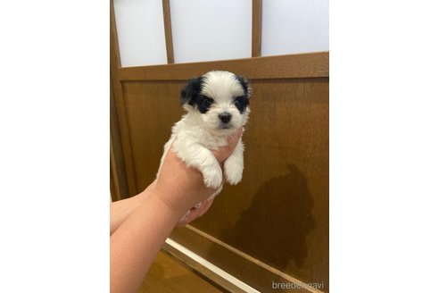 成約済の長崎県のチワマル:チワワ×マルチーズ-323784の4枚目