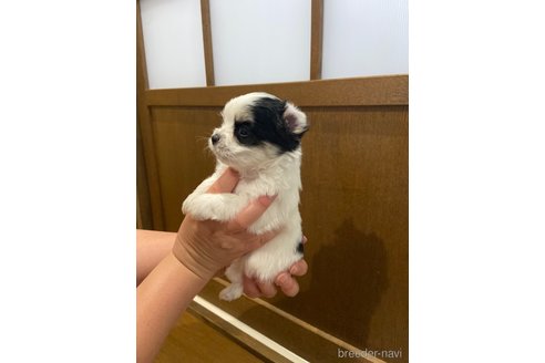成約済の長崎県のチワマル:チワワ×マルチーズ-323784の2枚目