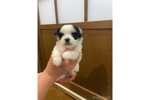成約済の長崎県のチワマル:チワワ×マルチーズ-323784の3枚目