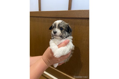 成約済の長崎県のチワマル:チワワ×マルチーズ-323786の2枚目