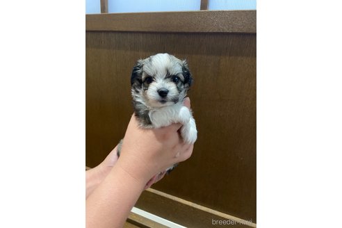 成約済の長崎県のチワマル:チワワ×マルチーズ-323787の1枚目