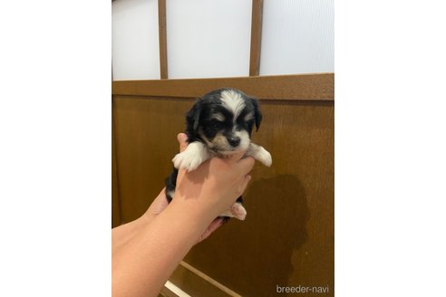 成約済の長崎県のチワマル:チワワ×マルチーズ-323788の1枚目