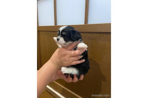 成約済の長崎県のチワマル:チワワ×マルチーズ-323788の2枚目