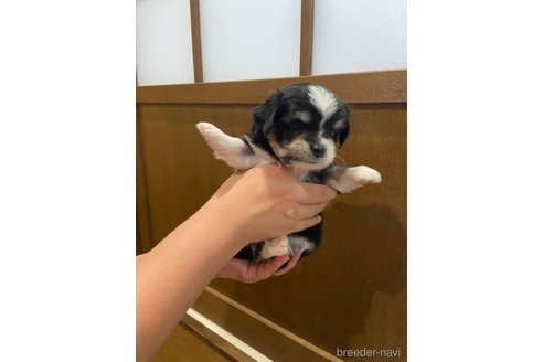 成約済の長崎県のチワマル:チワワ×マルチーズ-323788の3枚目