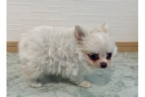 成約済の香川県のポメチワ:ポメラニアン×チワワ-329213の3枚目