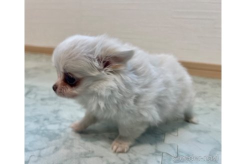 成約済の香川県のポメチワ:ポメラニアン×チワワ-329213の4枚目