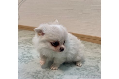 成約済の香川県のポメチワ:ポメラニアン×チワワ-329213の6枚目