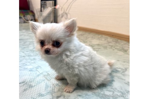 成約済の香川県のポメチワ:ポメラニアン×チワワ-329213の10枚目