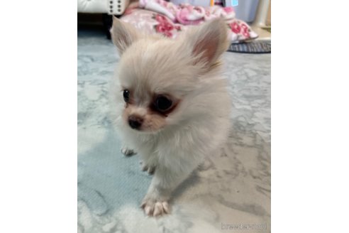 成約済の香川県のポメチワ:ポメラニアン×チワワ-329213の11枚目