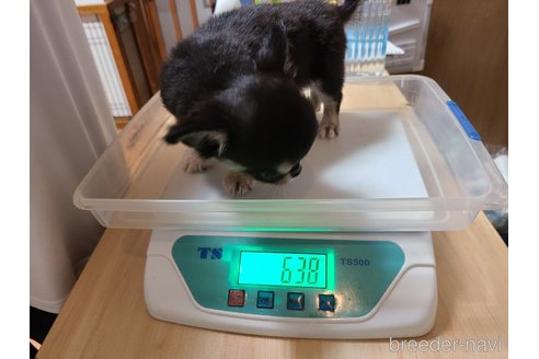 成約済の東京都のチワワ(ロングコート)-329235の5枚目