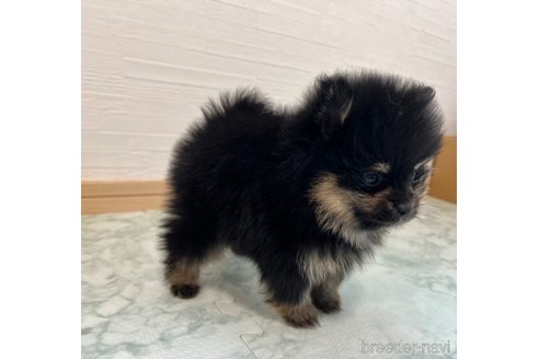 成約済の香川県のポメラニアン-329243の11枚目