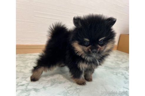 成約済の香川県のポメラニアン-329243の12枚目