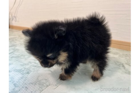 成約済の香川県のポメラニアン-329243の7枚目