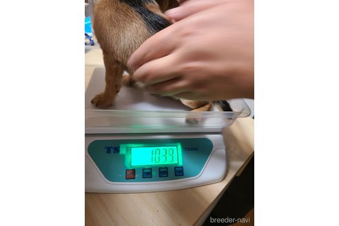 成約済の東京都のチワワ(スムースコート)-329246の4枚目