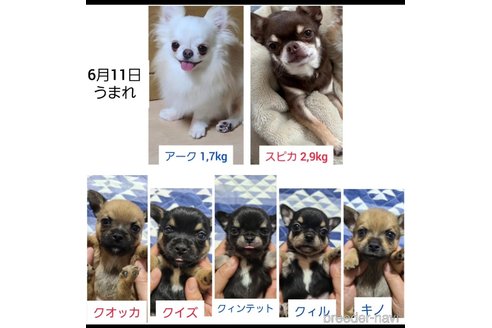 成約済の東京都のチワワ(スムースコート)-329246の5枚目