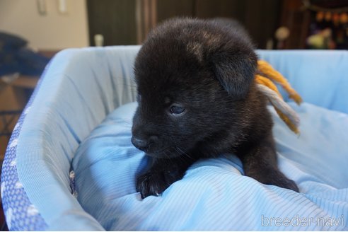 成約済の埼玉県の甲斐犬-328020の5枚目
