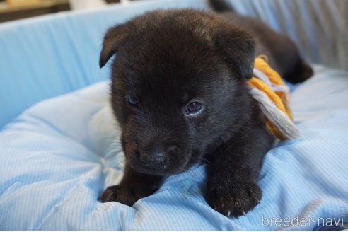 成約済の埼玉県の甲斐犬-328020の3枚目