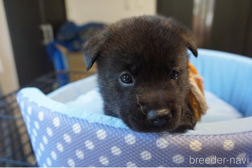 成約済の埼玉県の甲斐犬-328020の1枚目