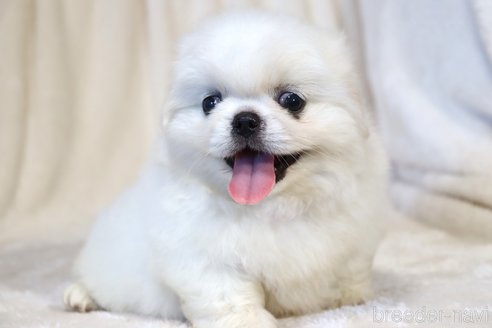 成約済の滋賀県のペキニーズ-325616の1枚目