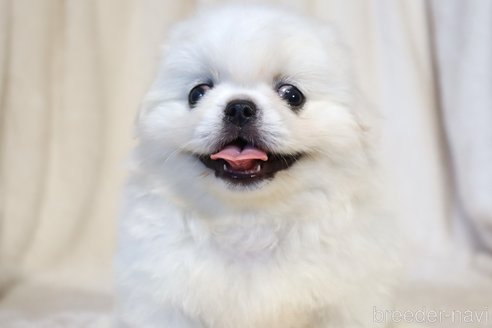 成約済の滋賀県のペキニーズ-325616の6枚目