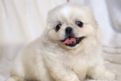成約済の滋賀県のペキニーズ-325615の6枚目