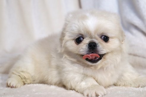 成約済の滋賀県のペキニーズ-325615の3枚目