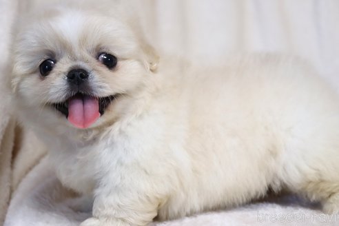 成約済の滋賀県のペキニーズ-325615の2枚目