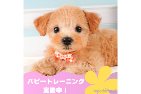 成約済の静岡県のマルプー:マルチーズ×トイプードル-329256の1枚目