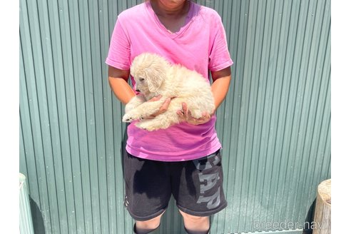 成約済の岐阜県のゴールデンドゥードル:ゴールデンレトリーバー×プードル-329263の5枚目