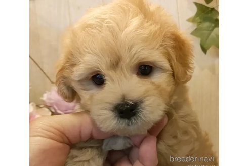 成約済の愛知県のマルプー:マルチーズ×トイプードル-327884の5枚目